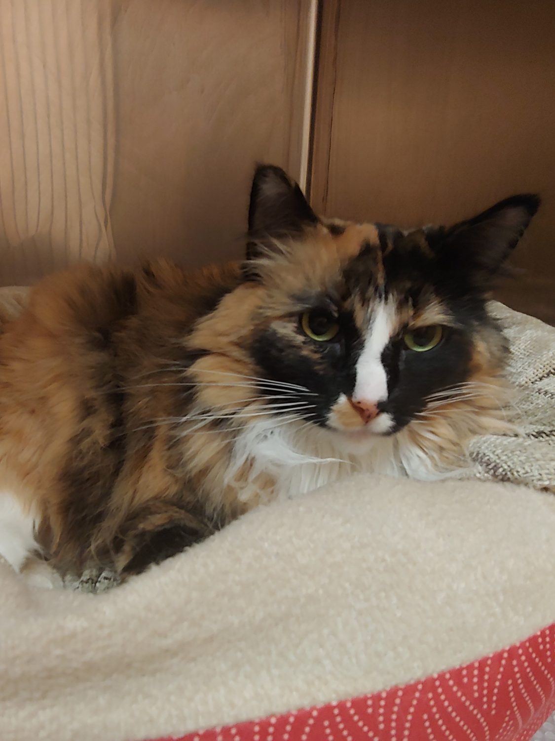 Cat Urinary Issues ZimmVet ZimmVet