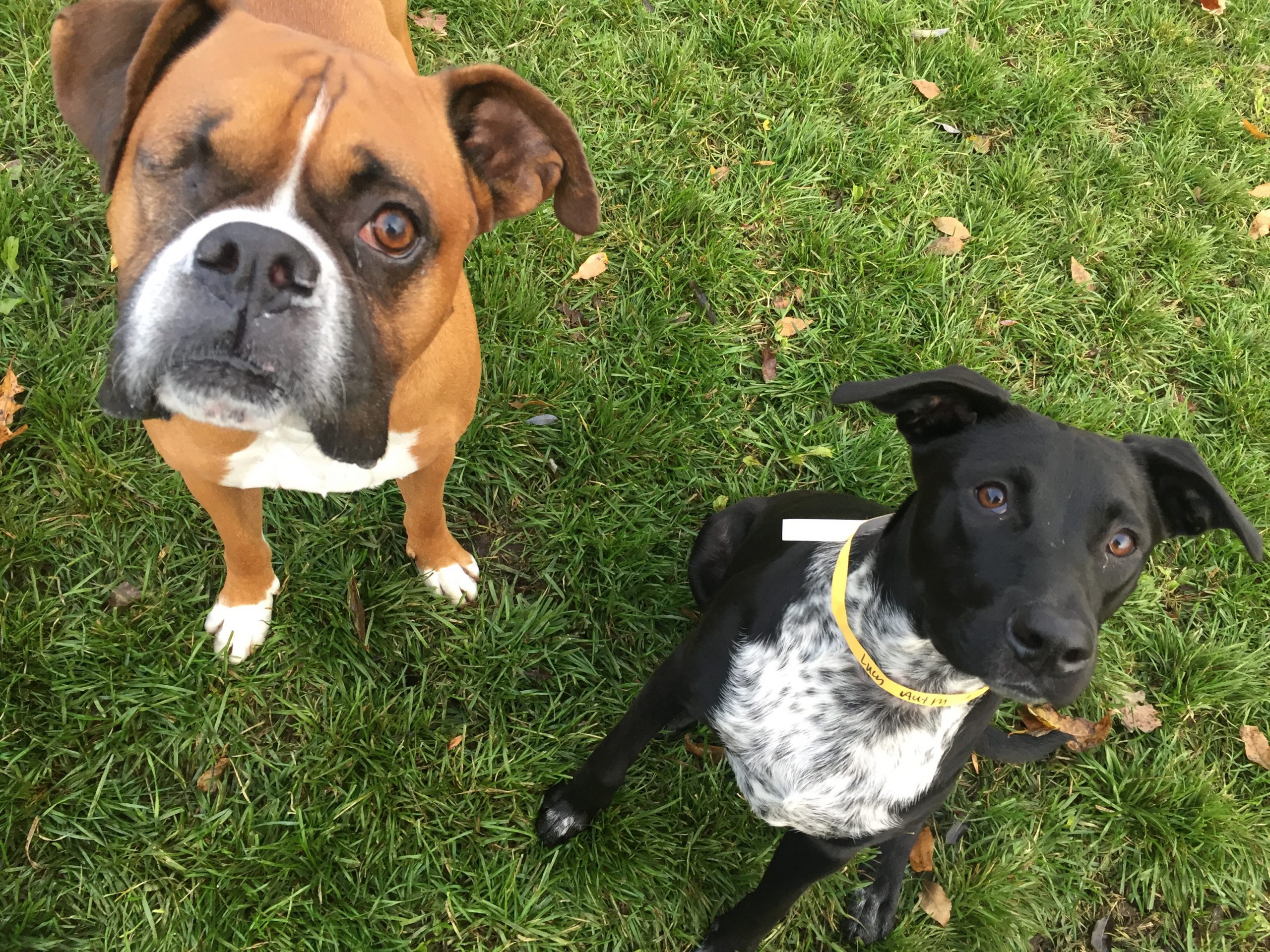 aphis pet travel website