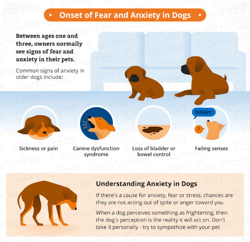 Separation Anxiety In Dogs (the symptoms and how to help your dog)