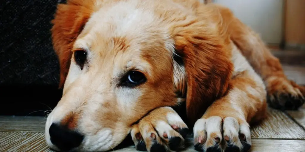 A dog rests their head on their front paws.