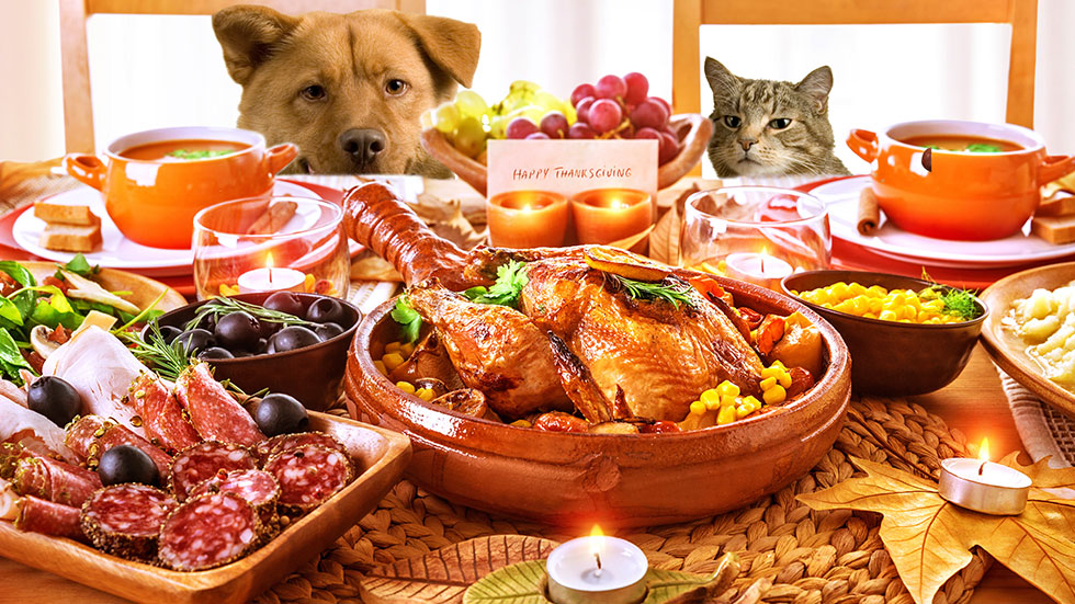 A dog and cat peer over the edge of a table that is full of food. In the center is  turkey, along with a meat platter with olives, candles, and bowls of soup. To the right of the turkey, there is a glimpse of a bowl of corn and mashed potatoes. Behind the turkey is a card that reads "Happy Thanksgiving". The image is placed to emphasize the need for safe practices for your pet. 
