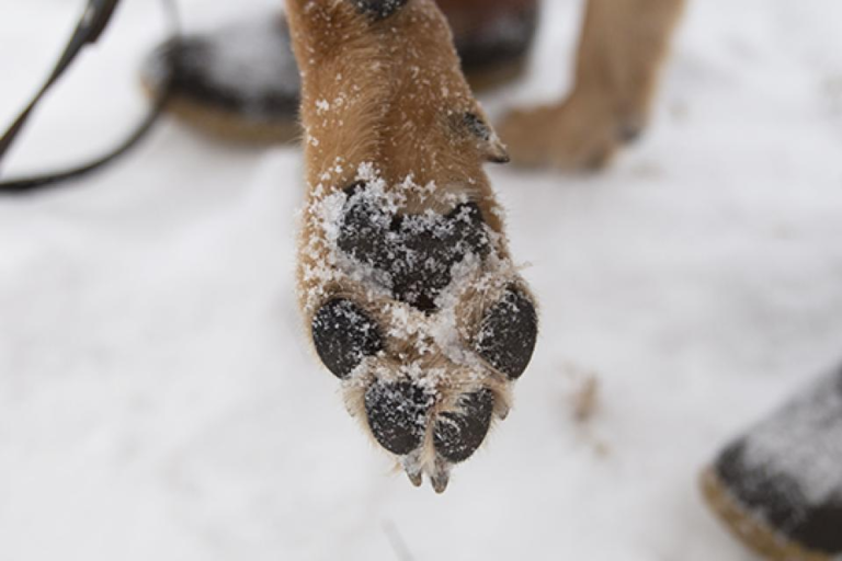 Protect Your Dog's Paws this Winter! ZimmVet ZimmVet