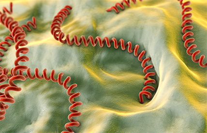 Microscopic image of leptospirosis spiral structure is enhanced for ease of examination. The spiral structure is red, and placed against a green, dynamic background.