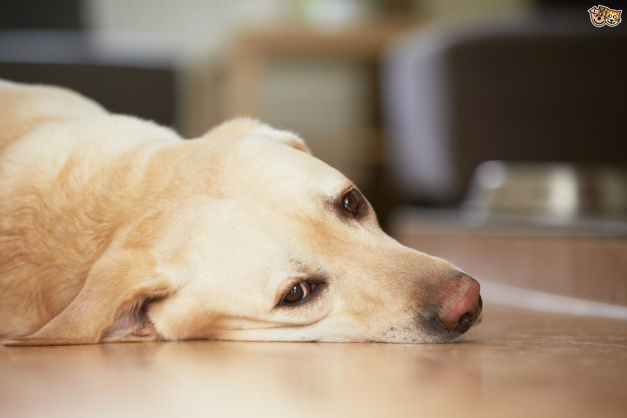 A golden lab is shown from its upper shoulders to its head, laying on a wooden floor. The dog appears lethargic and sickly, and looks into the camera with its head tilted slightly to the side. 