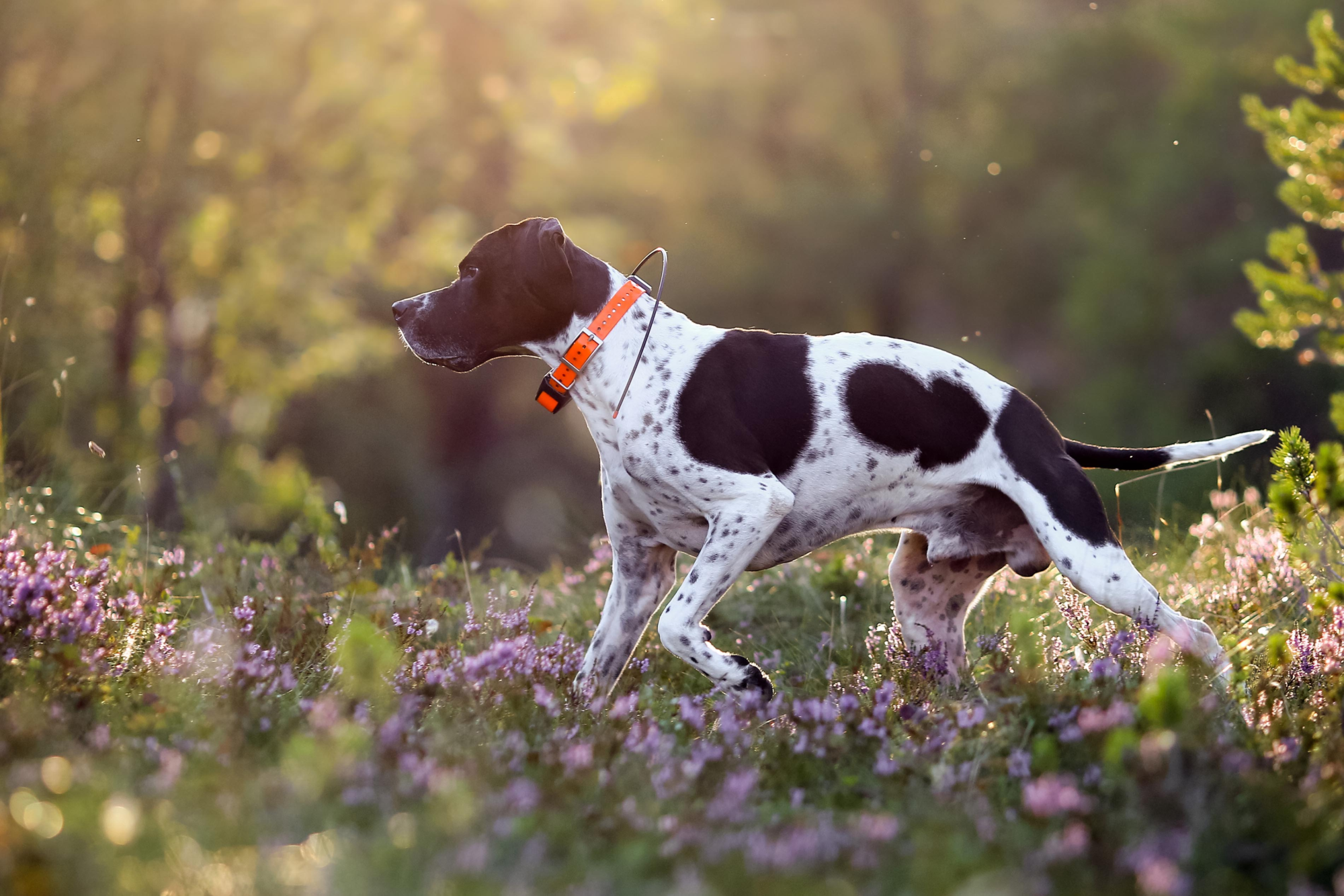 An English pointer is pictures, walking through purple wildflowers with trees in the background. Posing in a point stance, the dog appears to be mid-motion. The dog is white with large brown spots, and smaller brown spots across  it's body. Around the dogs neck is an orange collar with a radio and antenna attached for hunting. 