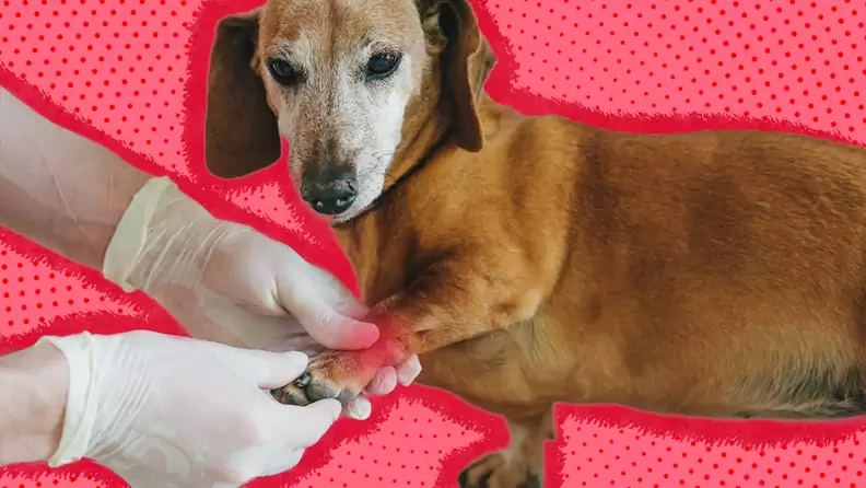 An brown, elderly Daschunde with a greying face is shown against a bright pink background. The background had red spots, and the dog is outlined in a fuzzy red outline. The front left paw is being lifted by a pair of human hands, coming into frame from the left side and wearing white latex gloves. The hands are massaging the joint on the front left paw, and the joint is highlighted in red to imply pain. 