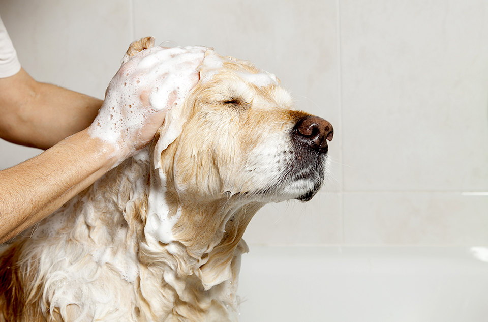 A golden retriever is shown from his front shoulders up, covered in soap and suds. He has his eyes closed, and arms come in from the left to scrub the soap into his fur on his head and around his ears. 