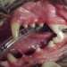 Stage 3 Dental Disease - After Professional Dental Cleaning