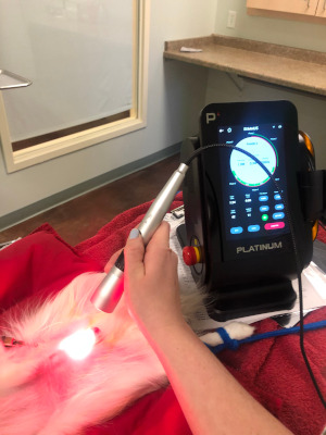 Laser Therapy at Zimmvet