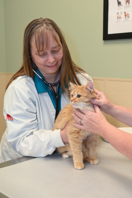 Pet Allergy Testing/Dermatology Services at ZimmVet