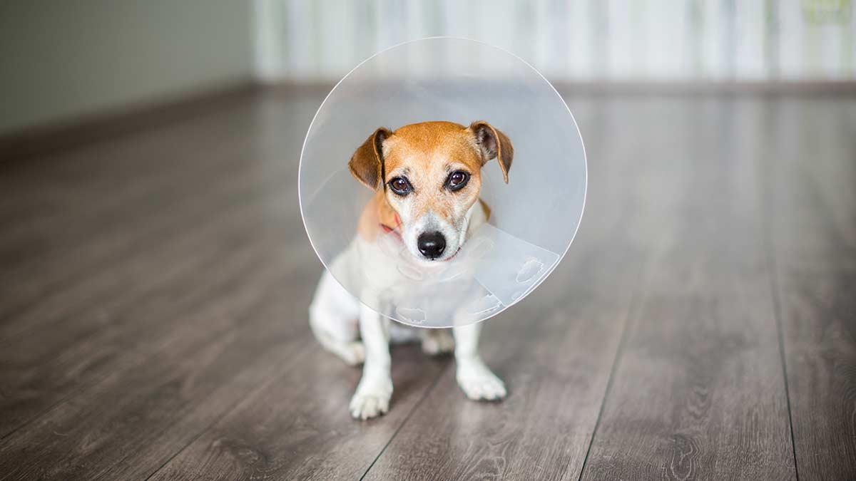 Sad Jack Russell terrier with surgical cone