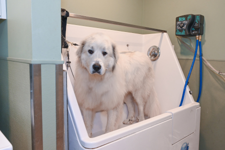 Dog being bathed