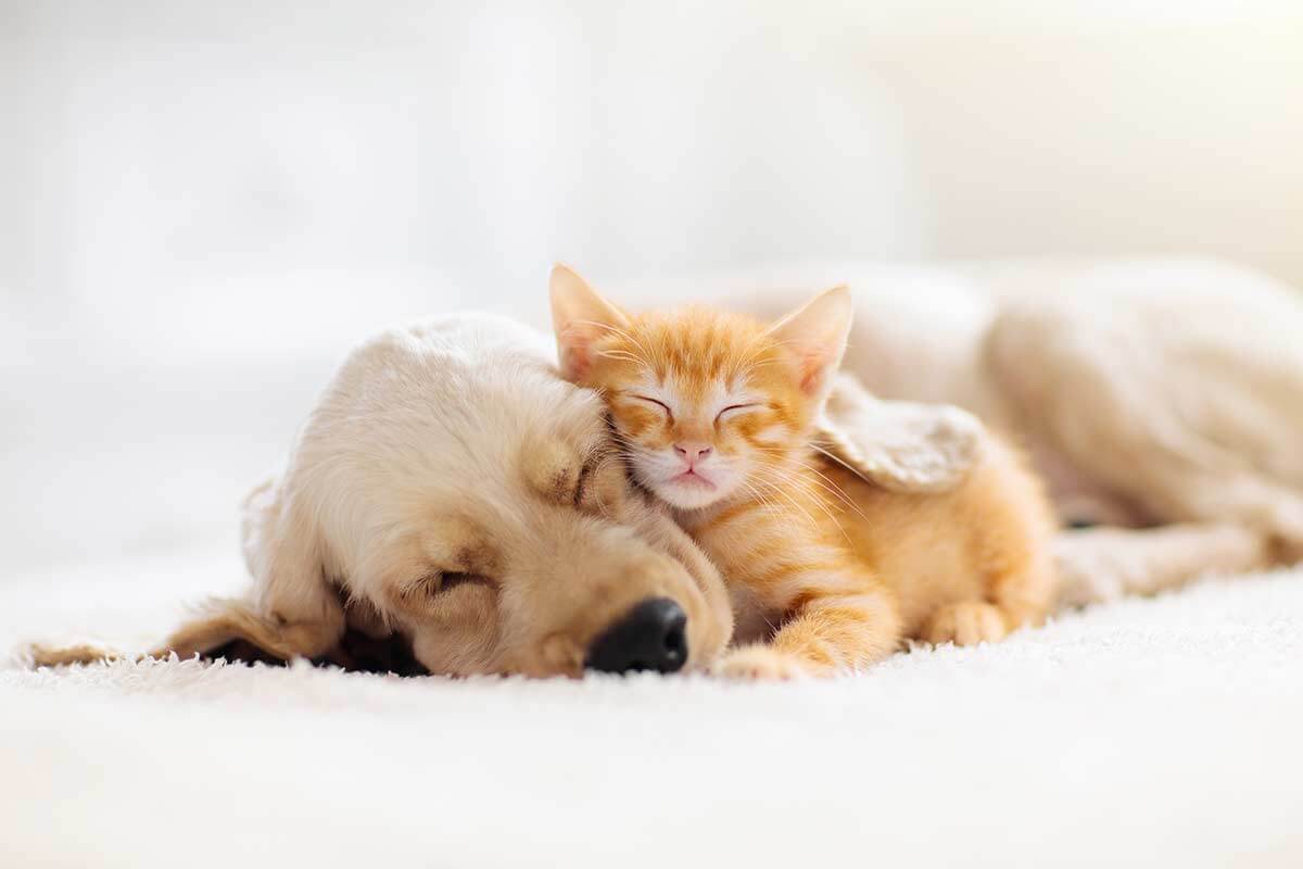 Puppy & kitten care is available from ZimmVet