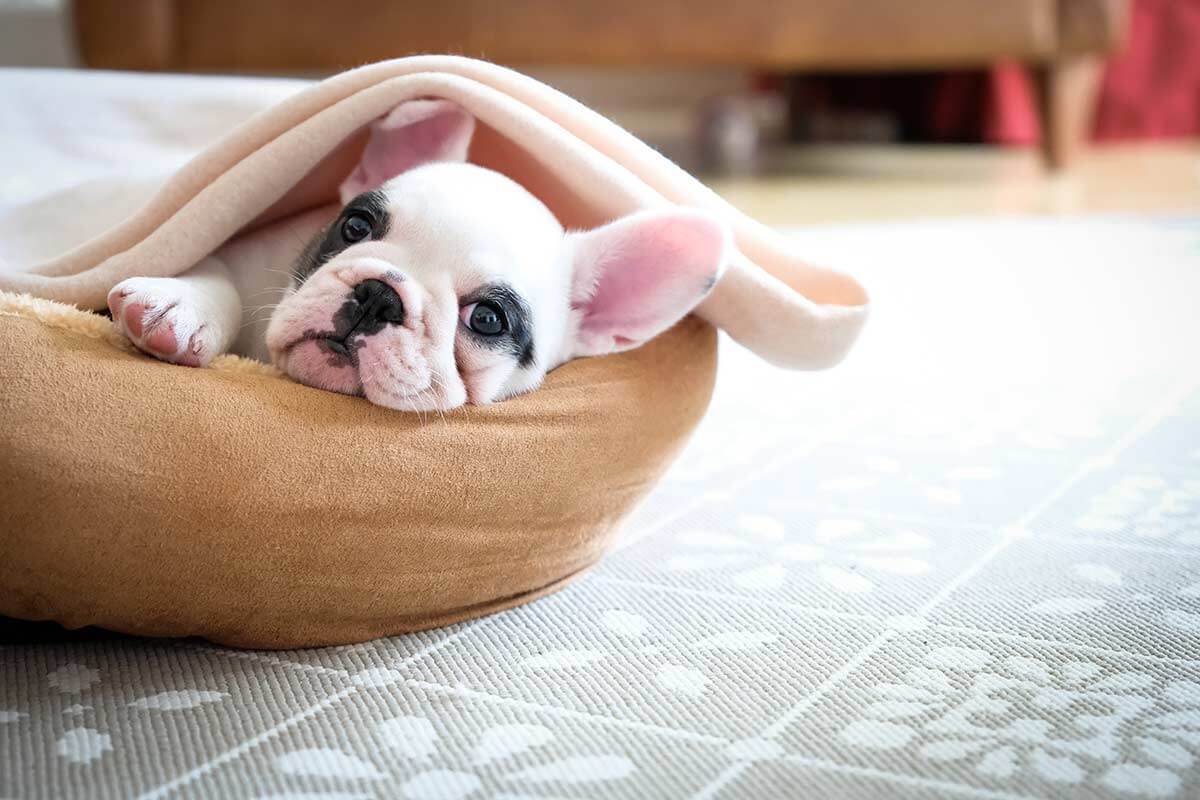 Puppy snuggled in a blanket