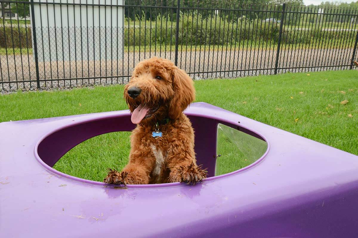 Dog in our outdoors play yard