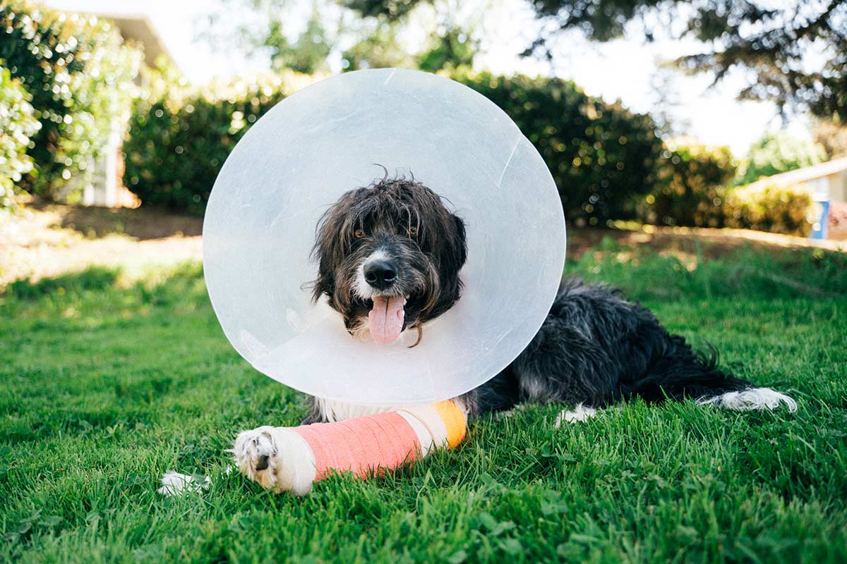Dog after a surgery