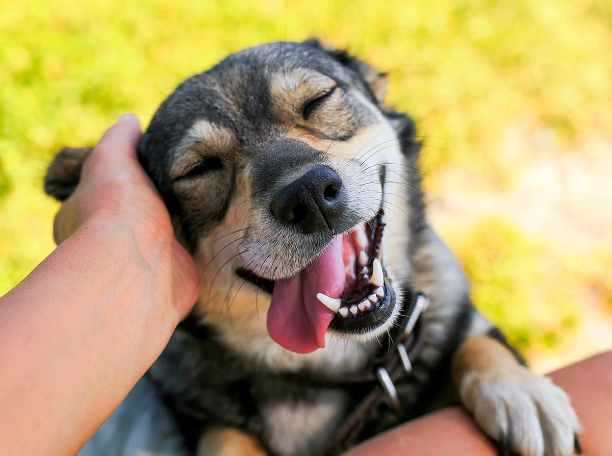 Happy dog being petted