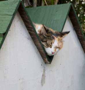 Cat sleeping on a roof