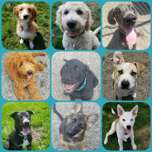 Puppy Kindergarten